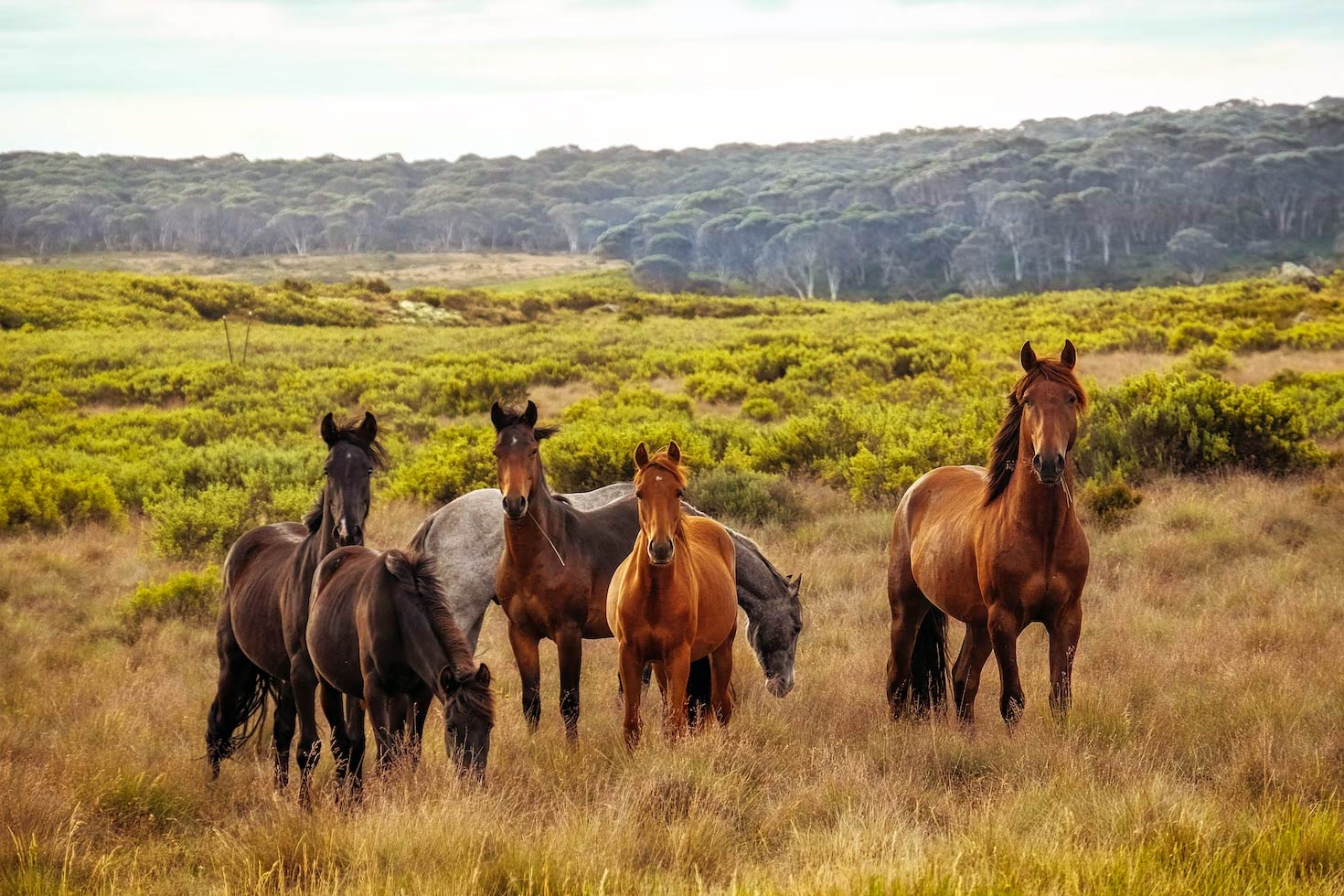 Wild brumbies roam the national park